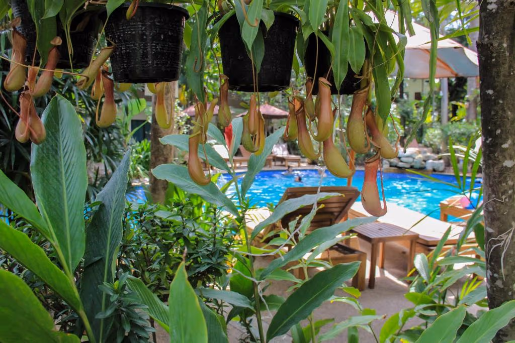 The Viridian Resort Patong Phuket hotel β photo 2